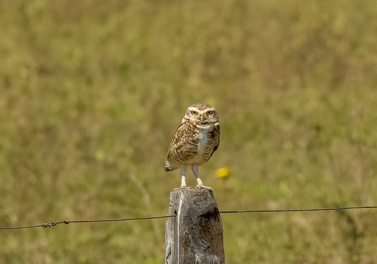 Burrowing Owl - ML646273763