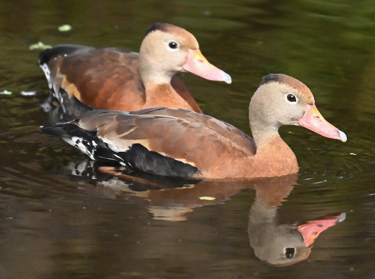 Black-bellied Whistling-Duck - ML646273765