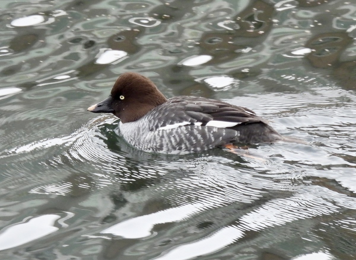 Common Goldeneye - ML646273767