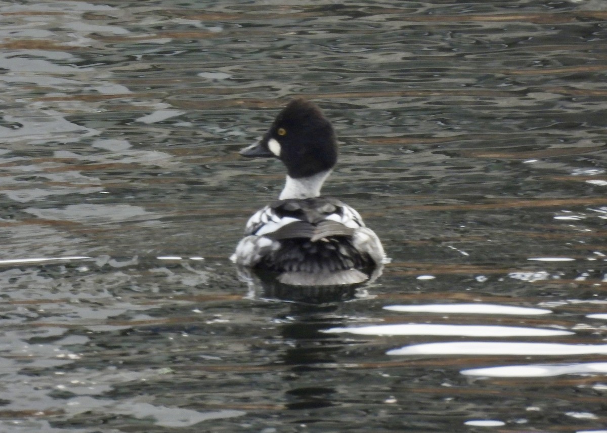 Common Goldeneye - ML646273768