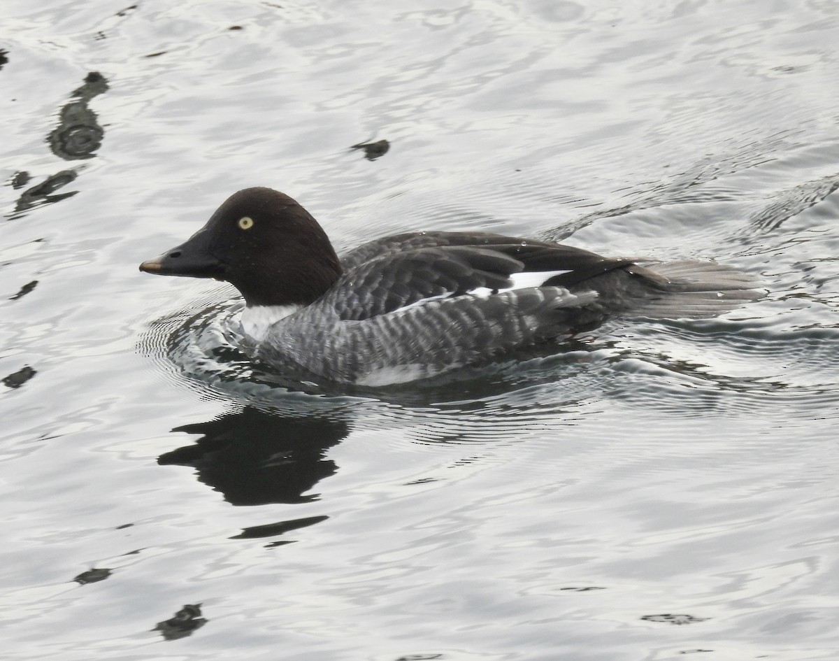 Common Goldeneye - ML646273769