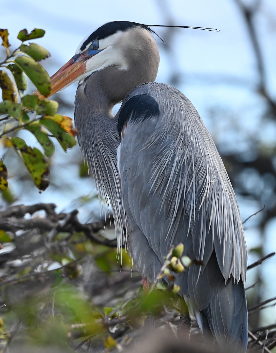 Great Blue Heron - ML646273775