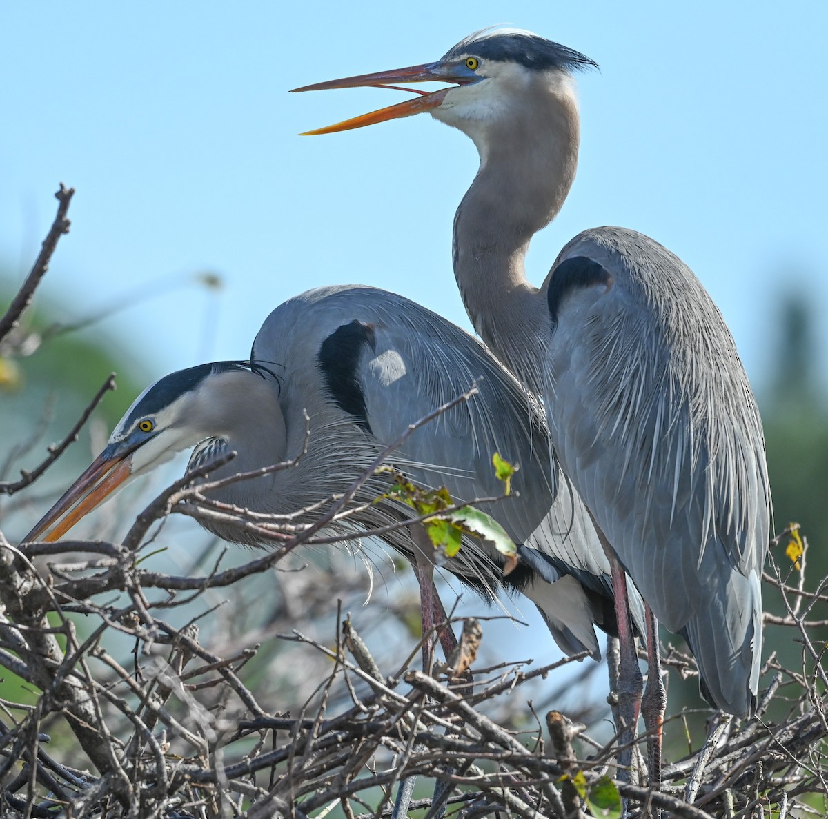 Great Blue Heron - ML646273776