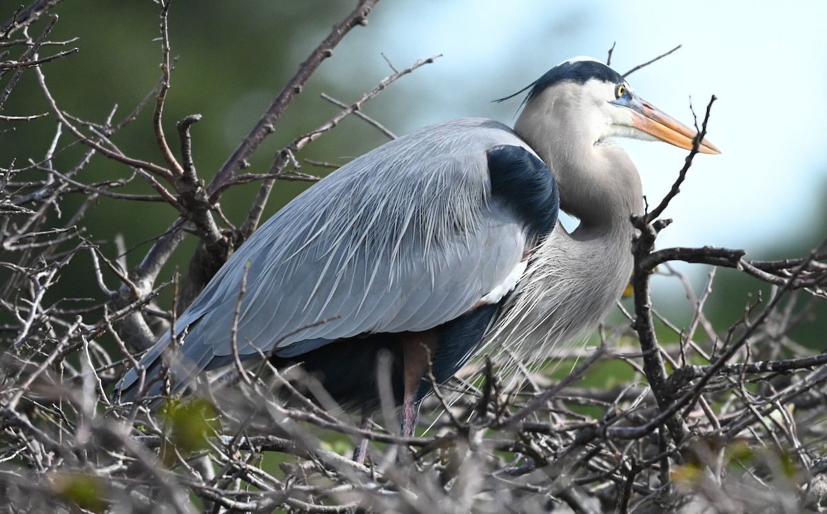 Great Blue Heron - ML646273777