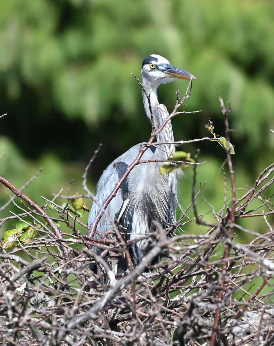 Great Blue Heron - ML646273778