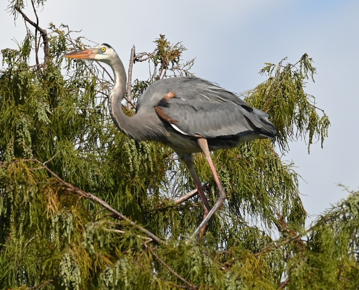 Great Blue Heron - ML646273779