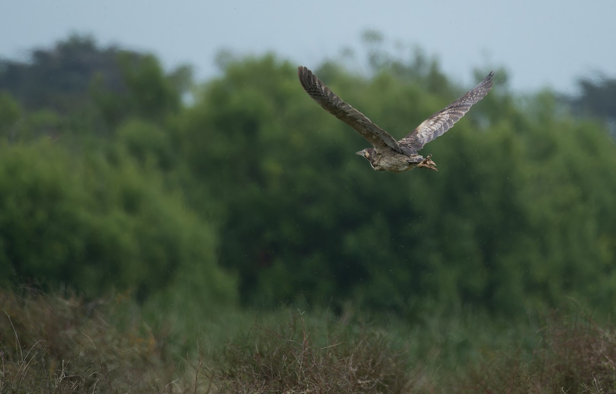 オーストラリアサンカノゴイ - ML646273798