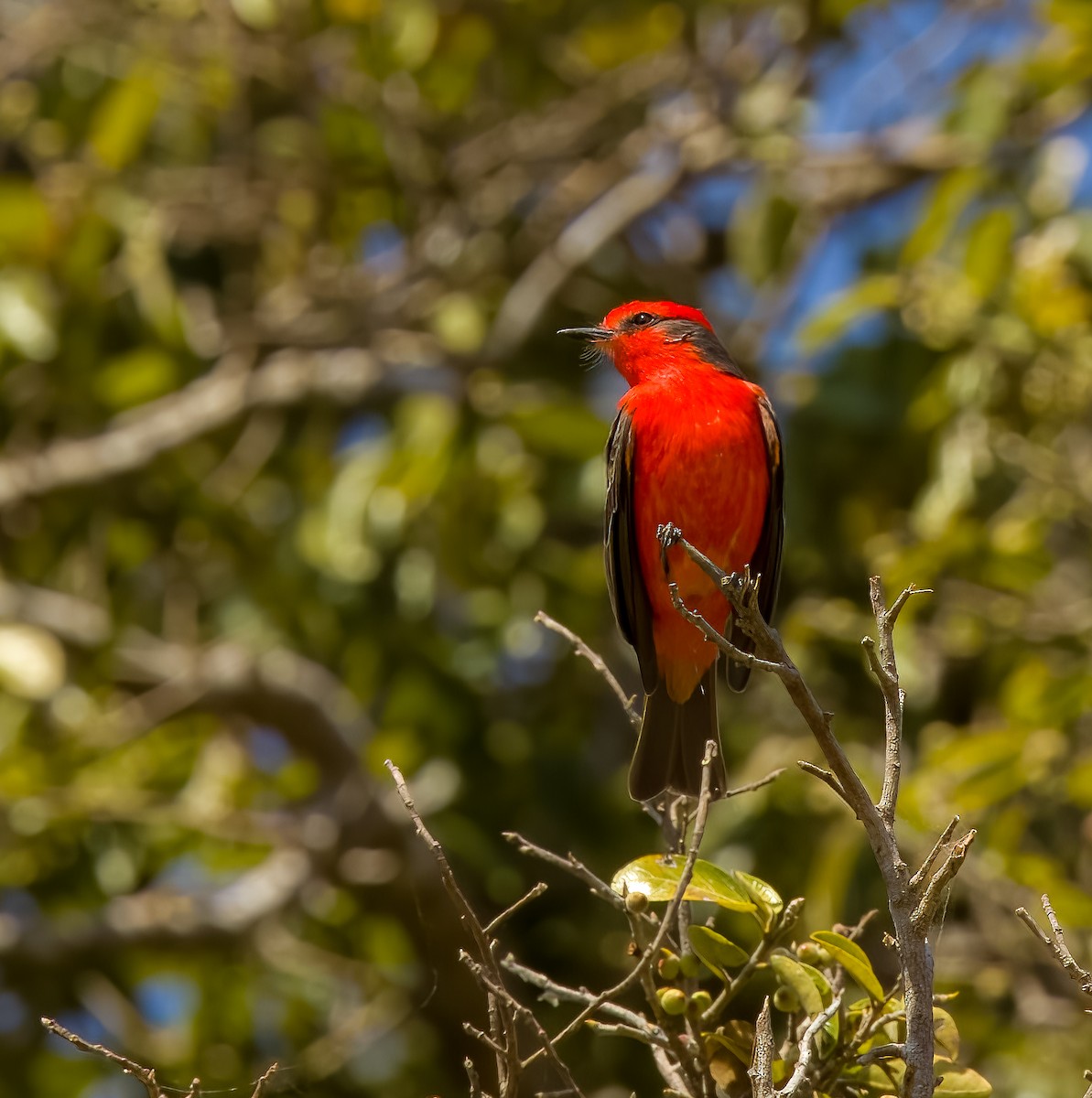 Vermilion Flycatcher - ML646273800
