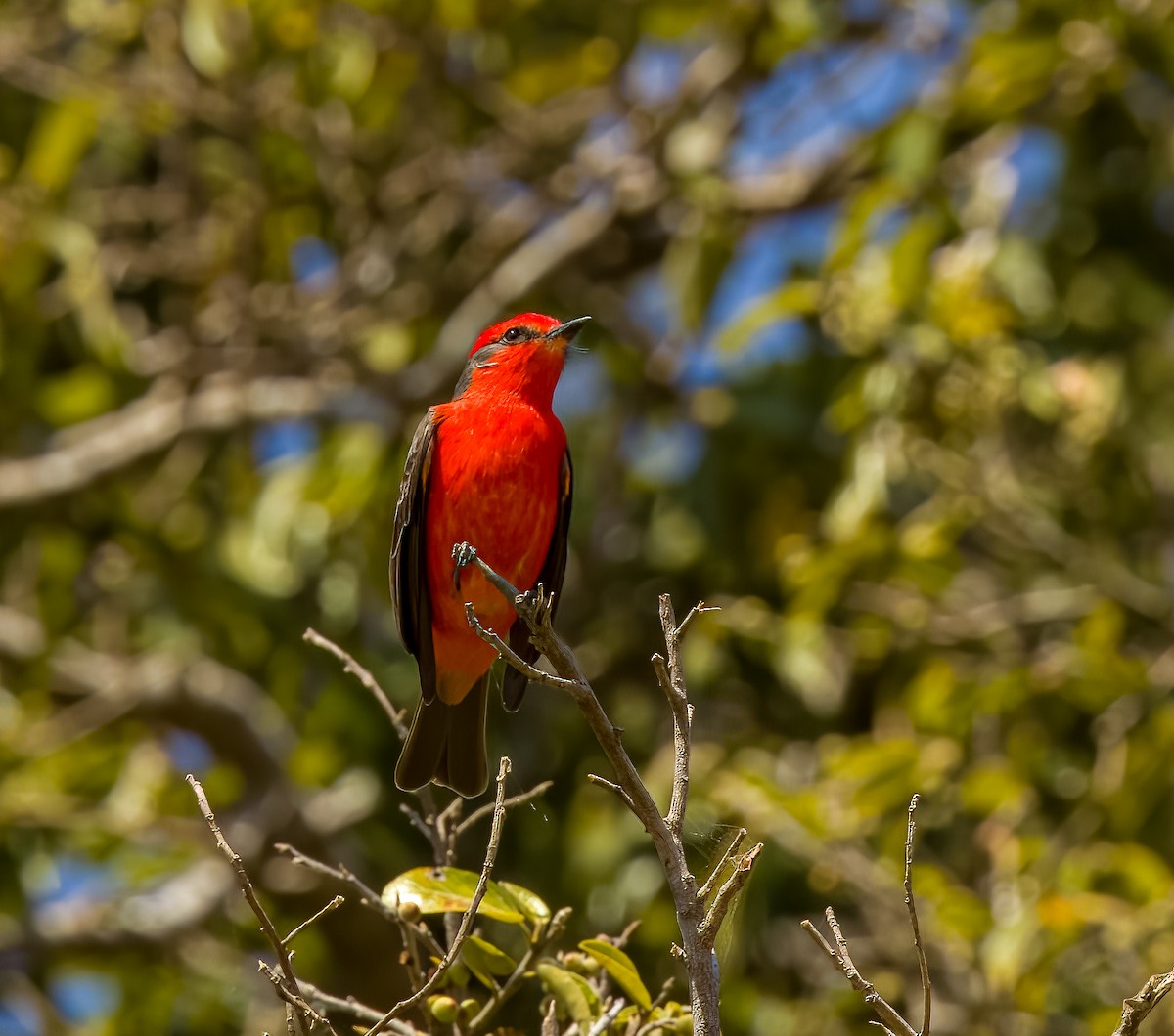 Vermilion Flycatcher - ML646273801