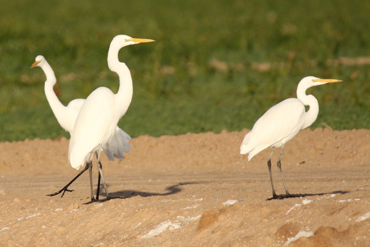 Koartza zuria (amerikarra) - ML646273803