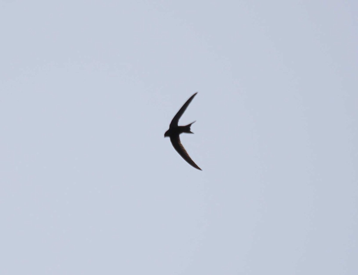 Common Swift - ML646273809