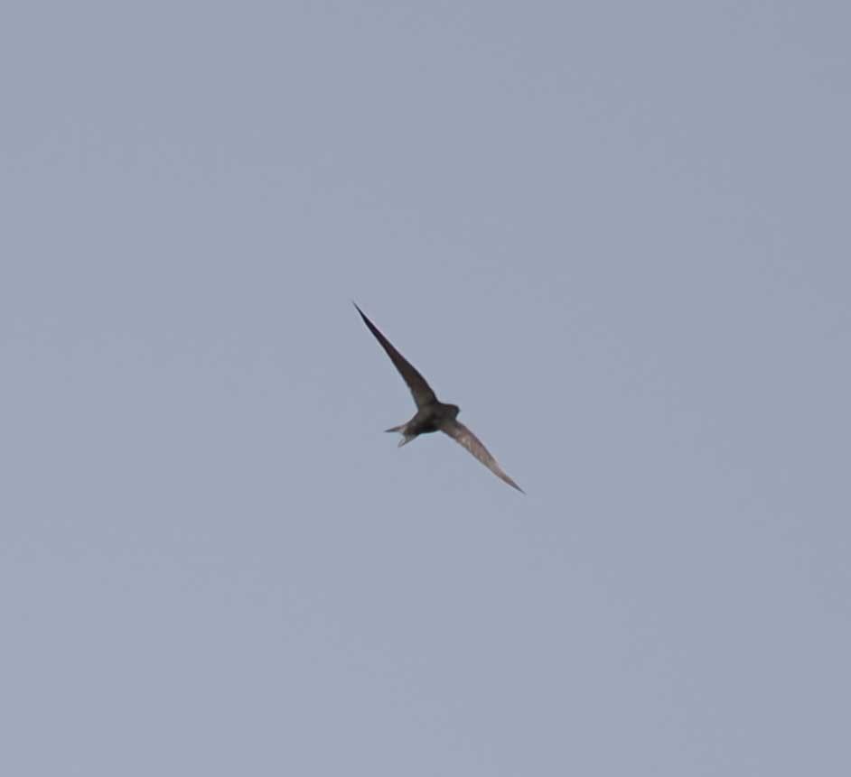 Common Swift - ML646273810