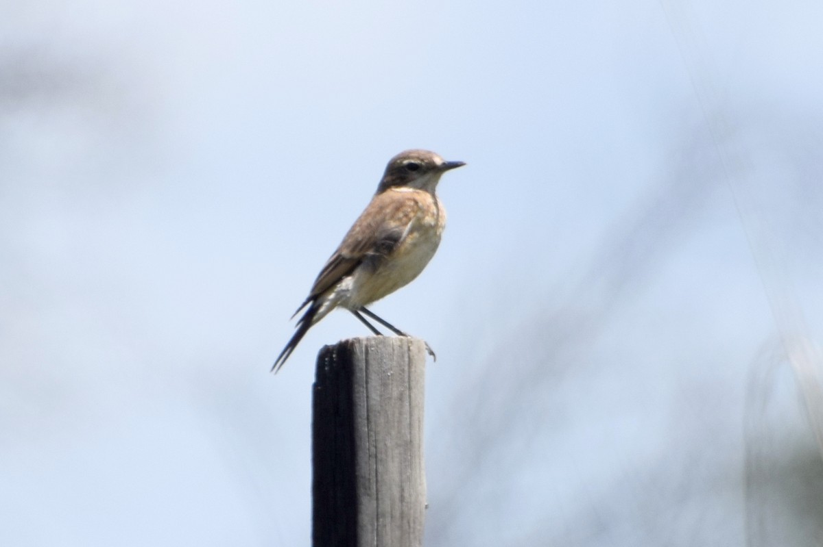 passerine sp. - ML646273814