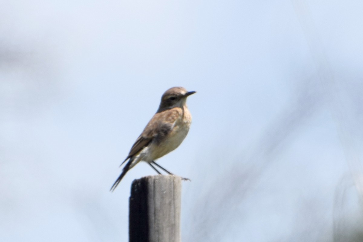 passerine sp. - ML646273816