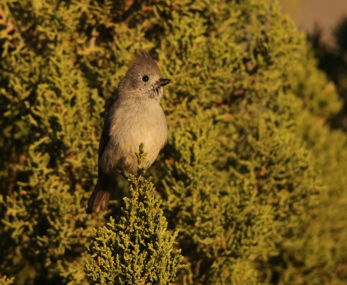 Juniper Titmouse - ML646273821
