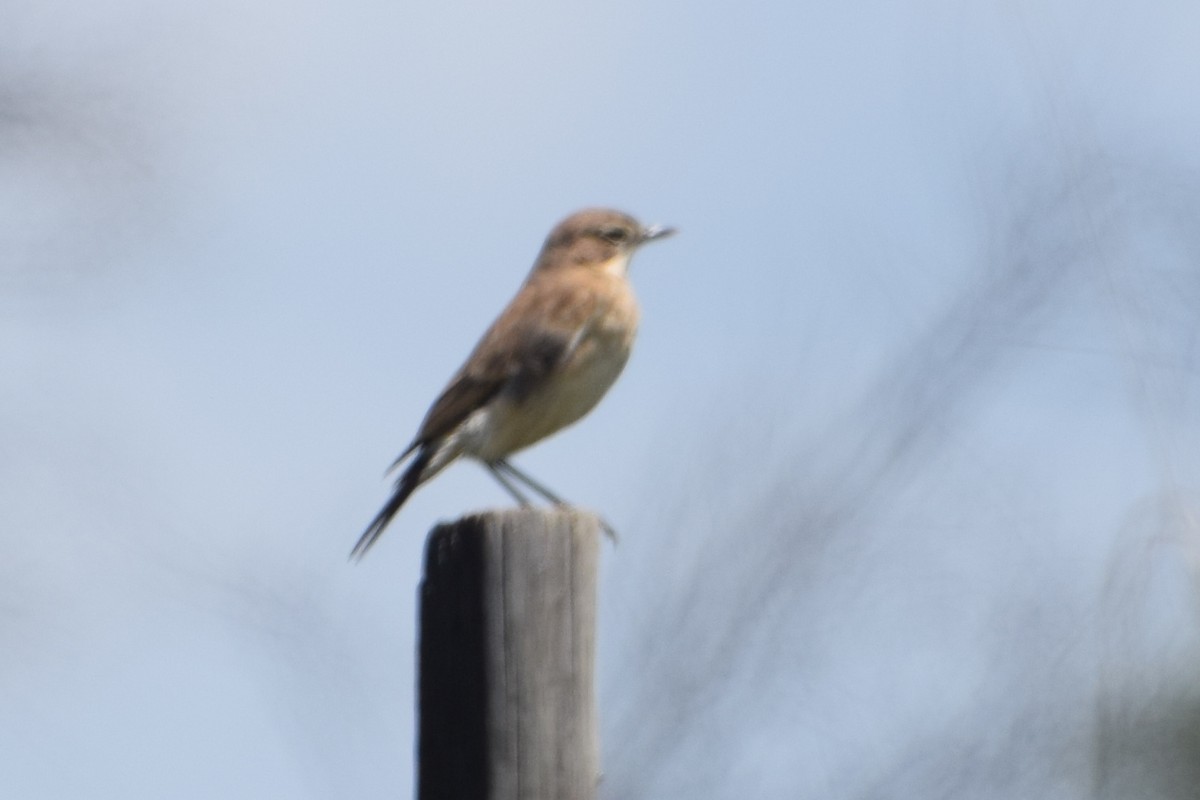 passerine sp. - ML646273822