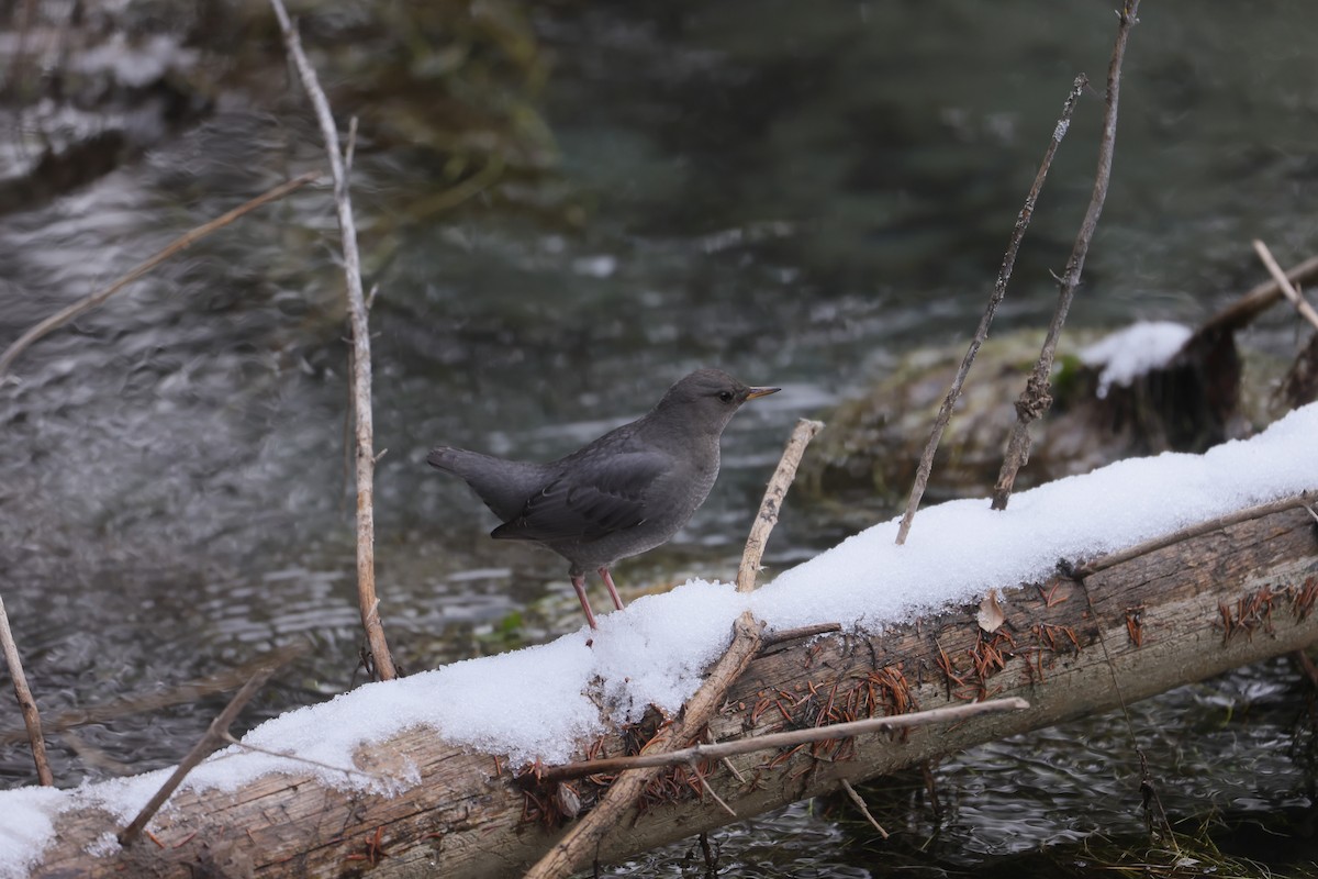 American Dipper - ML646273823