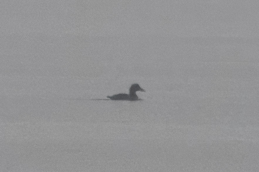 Common Eider - ML646273827