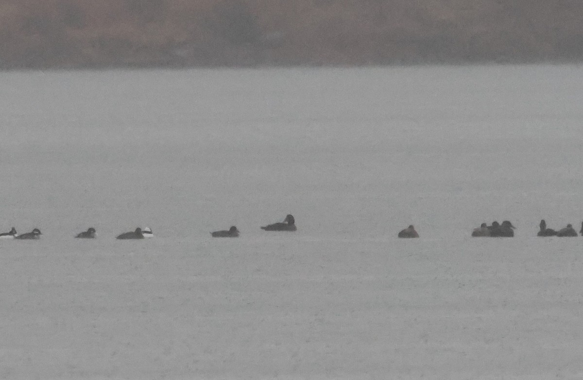 Common Eider - ML646273828