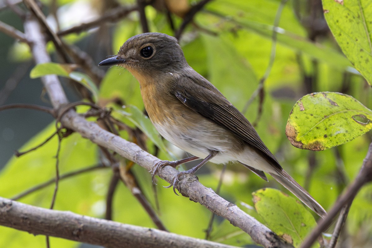 Hainan Blue Flycatcher - ML646273829