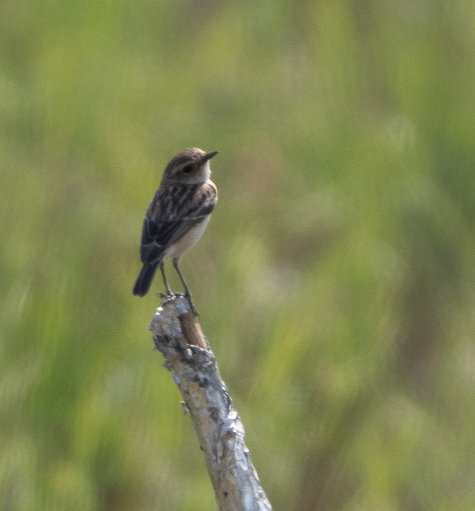 Siberian Stonechat - ML646273830