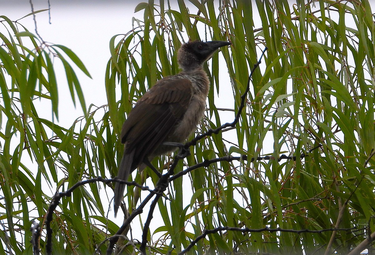 Helmlederkopf - ML646273831