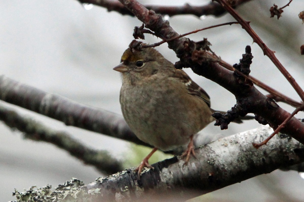 Golden-crowned Sparrow - ML646273834
