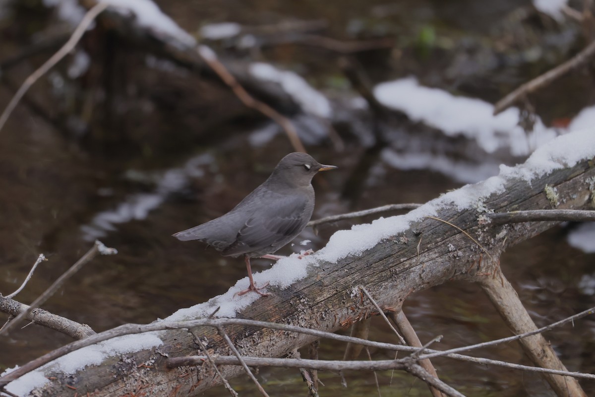American Dipper - ML646273835
