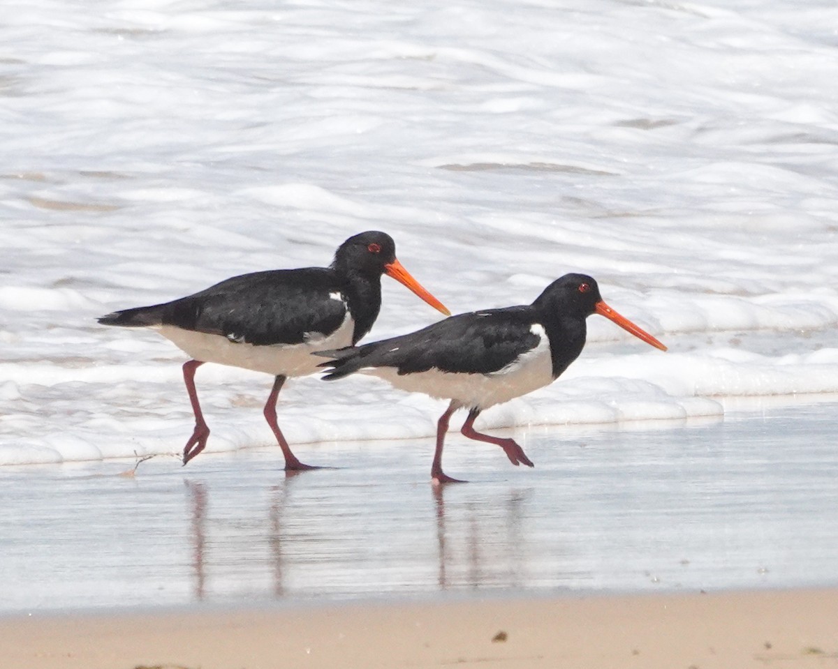 Pied Oystercatcher - ML646273837