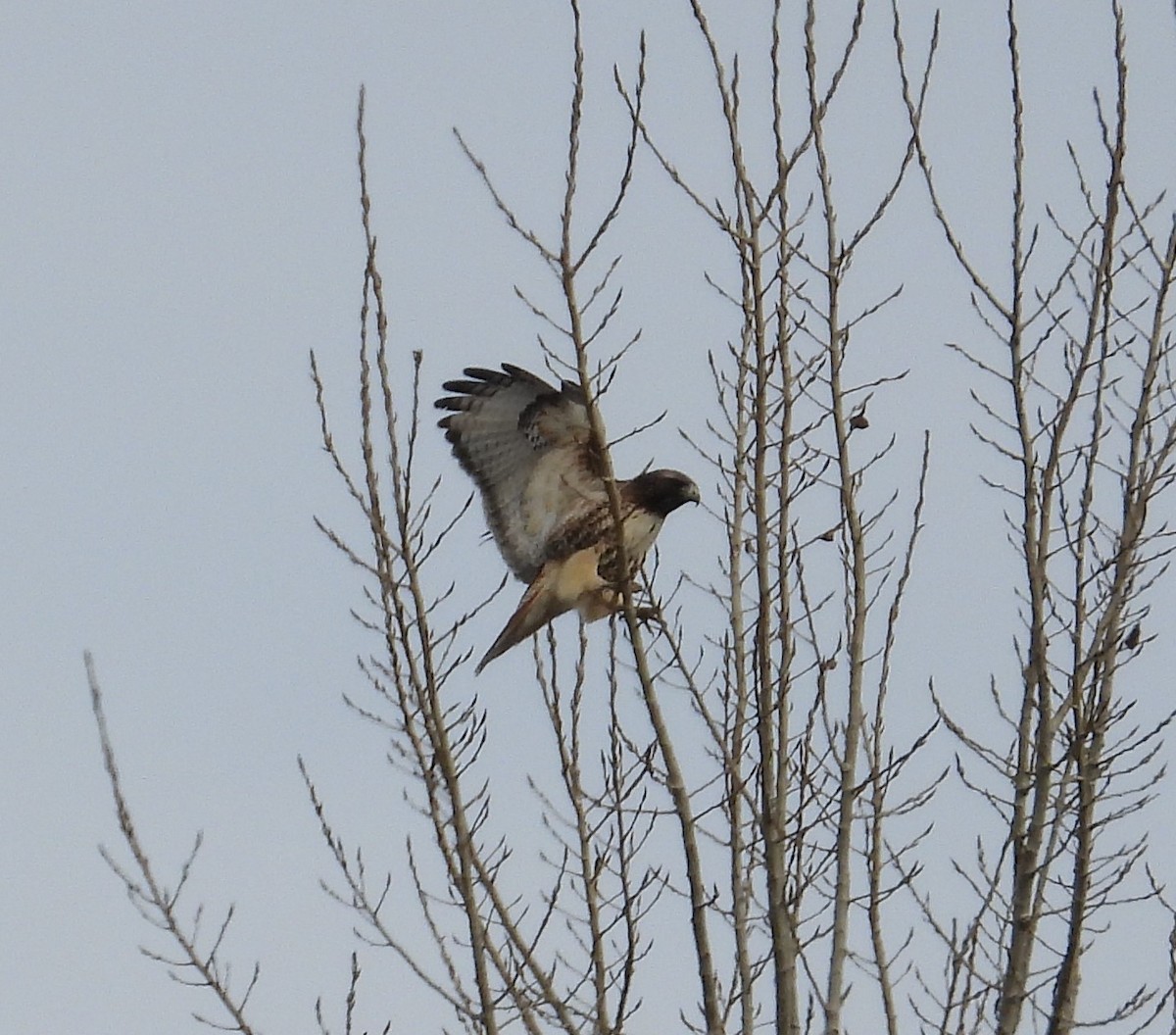 Red-tailed Hawk (abieticola) - ML646273840
