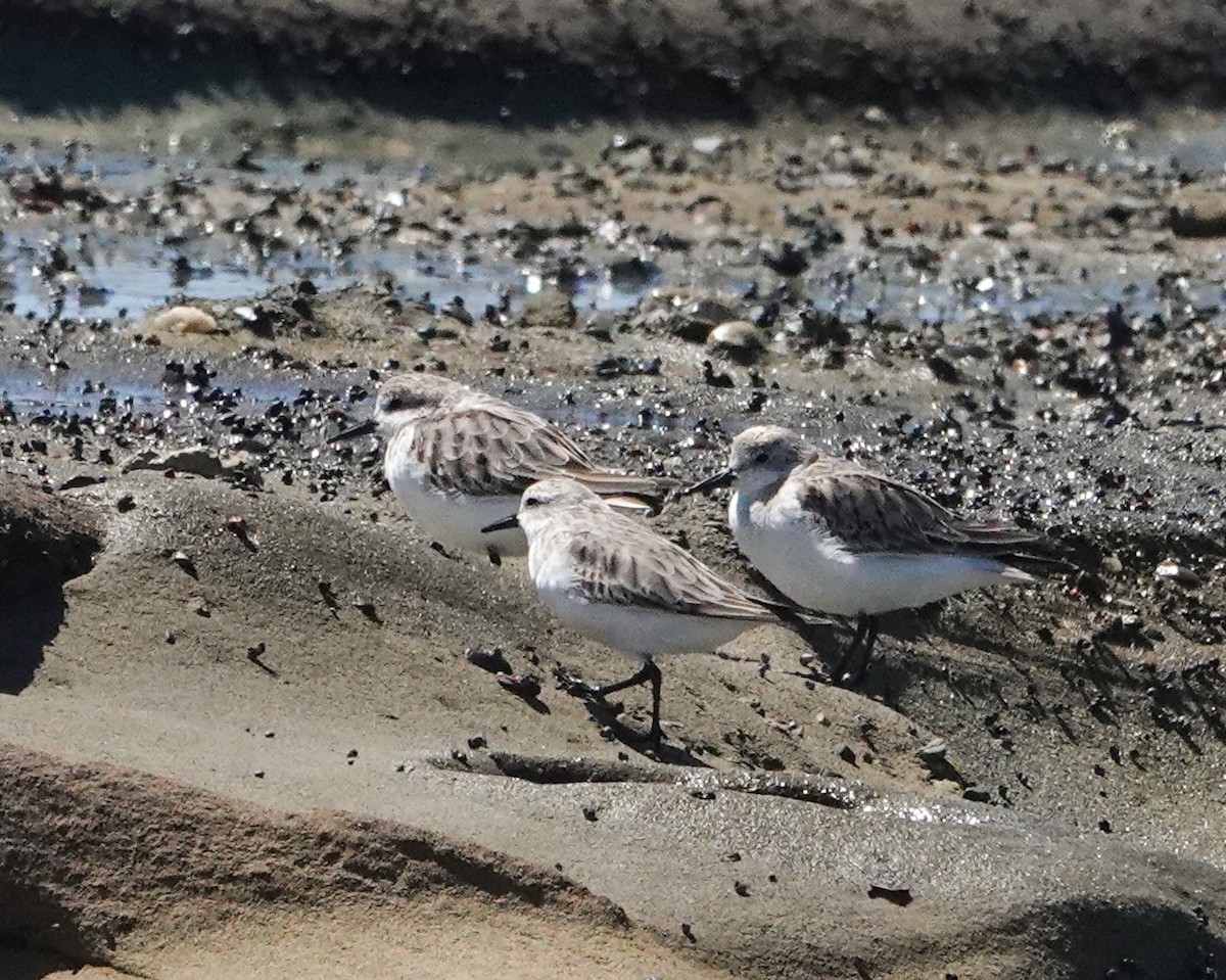 Red-necked Stint - ML646273843