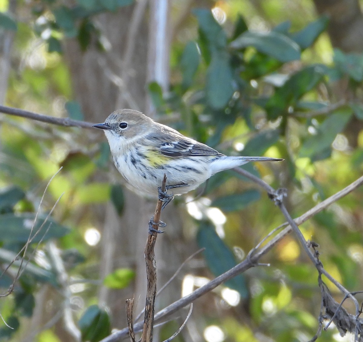 Yellow-rumped Warbler (Myrtle) - ML646273850