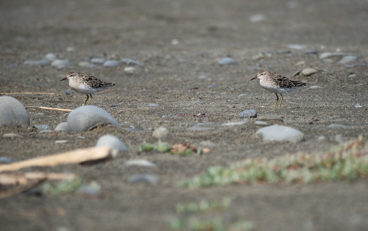 ウズラシギ - ML646273851