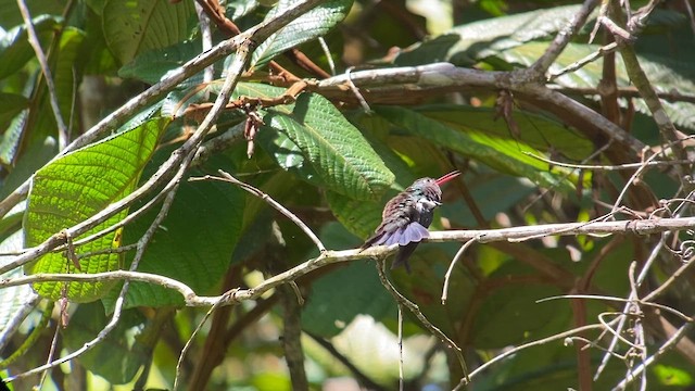 Saphiramazilie - ML646273853