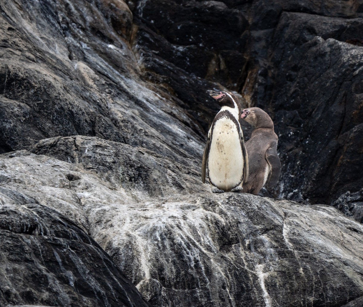 Humboldt Penguin - ML646273854