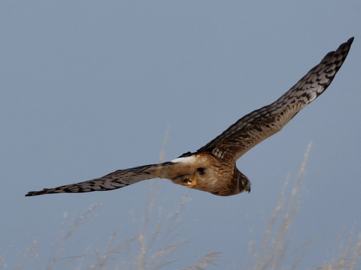 Hudsonweihe - ML646273856