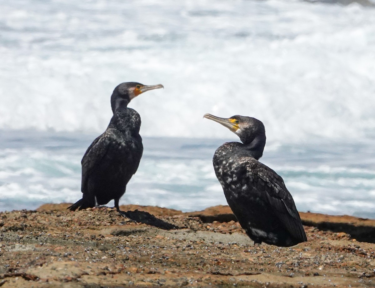 Great Cormorant - ML646273857