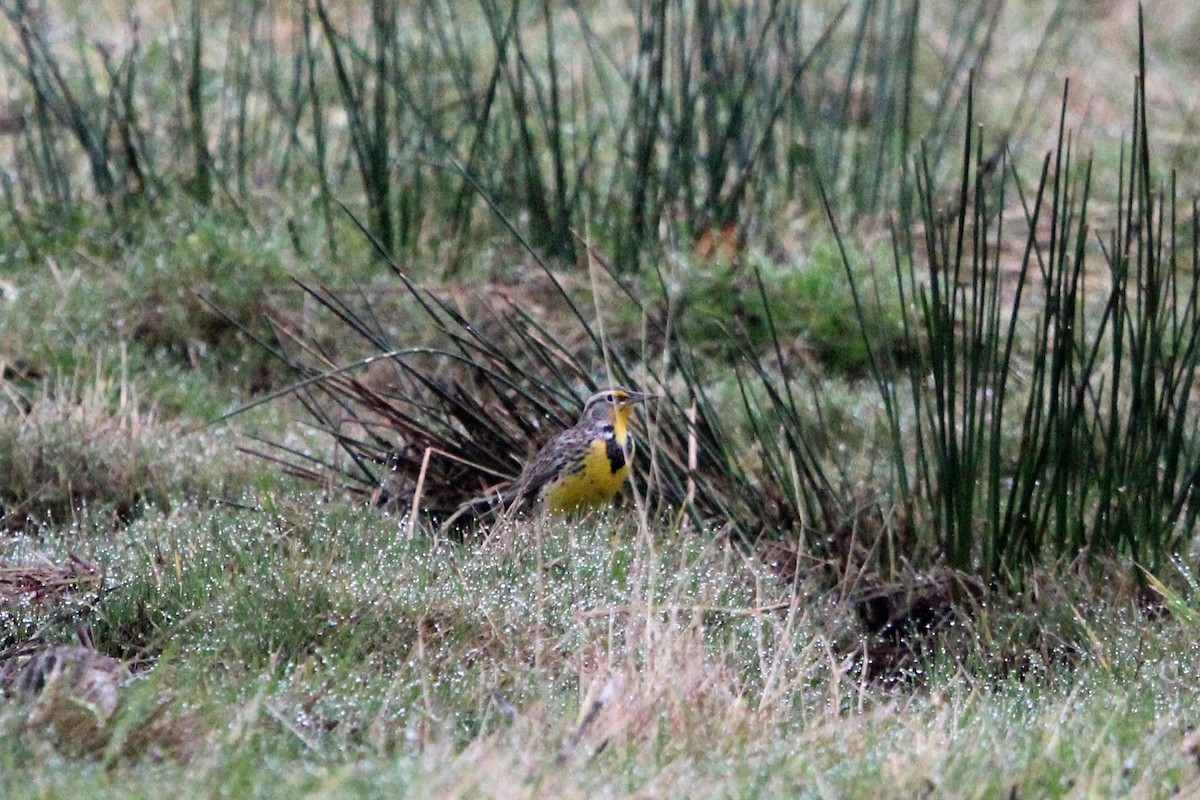 Western Meadowlark - ML646273867