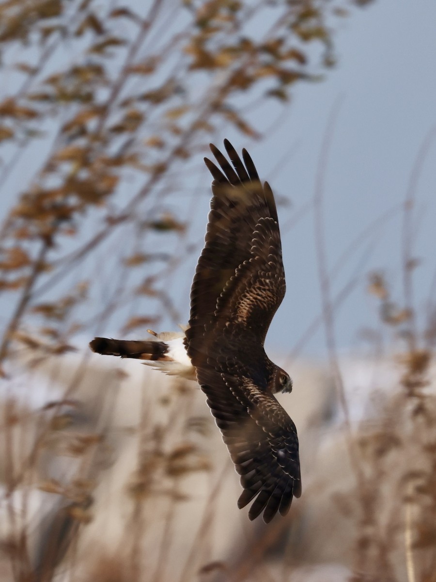 Hudsonweihe - ML646273873