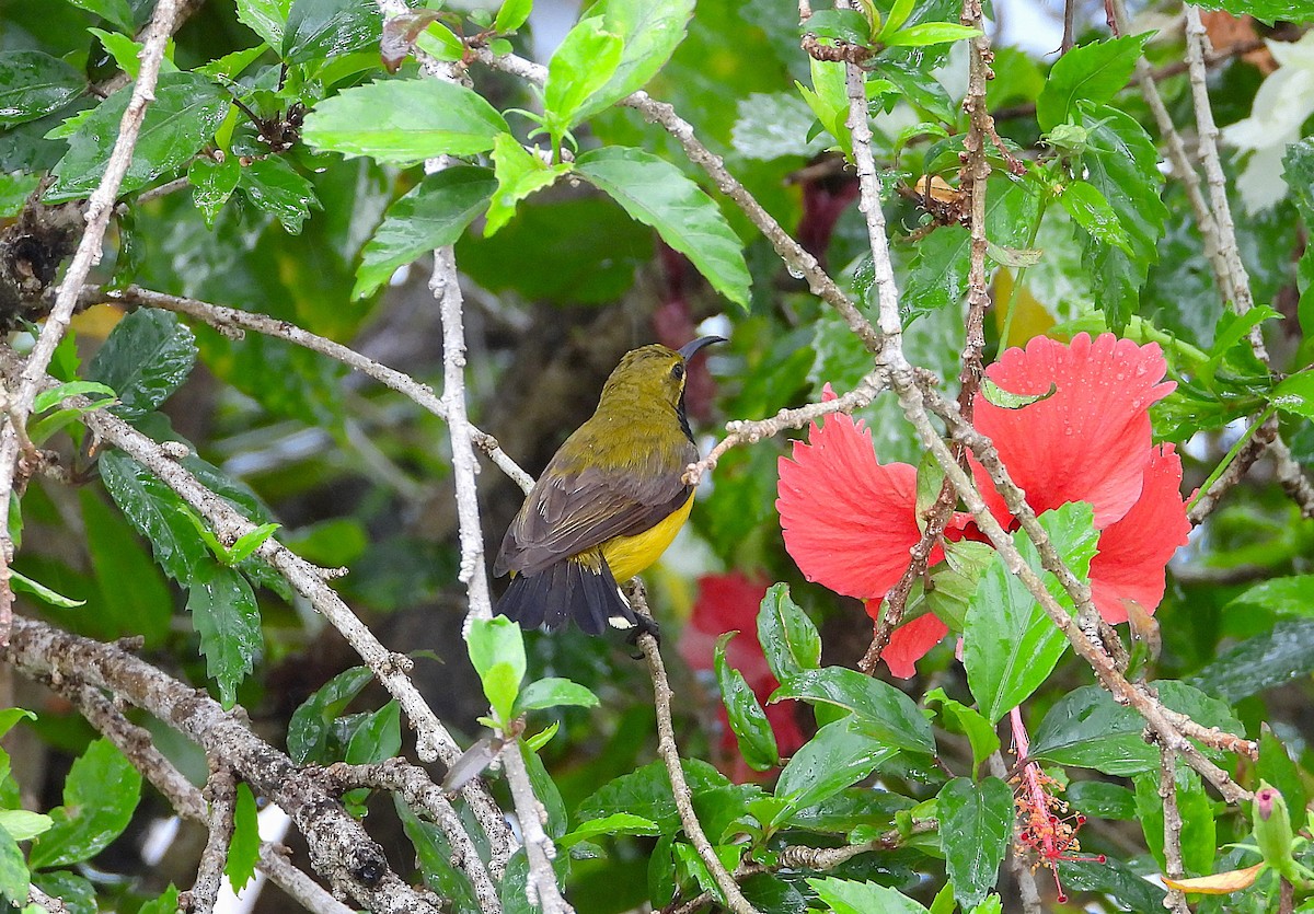 Sahul Sunbird - ML646273874