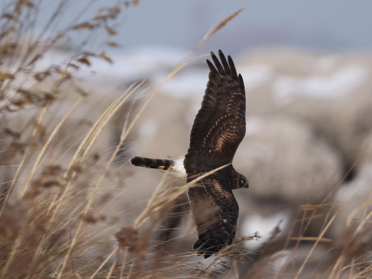 Hudsonweihe - ML646273879