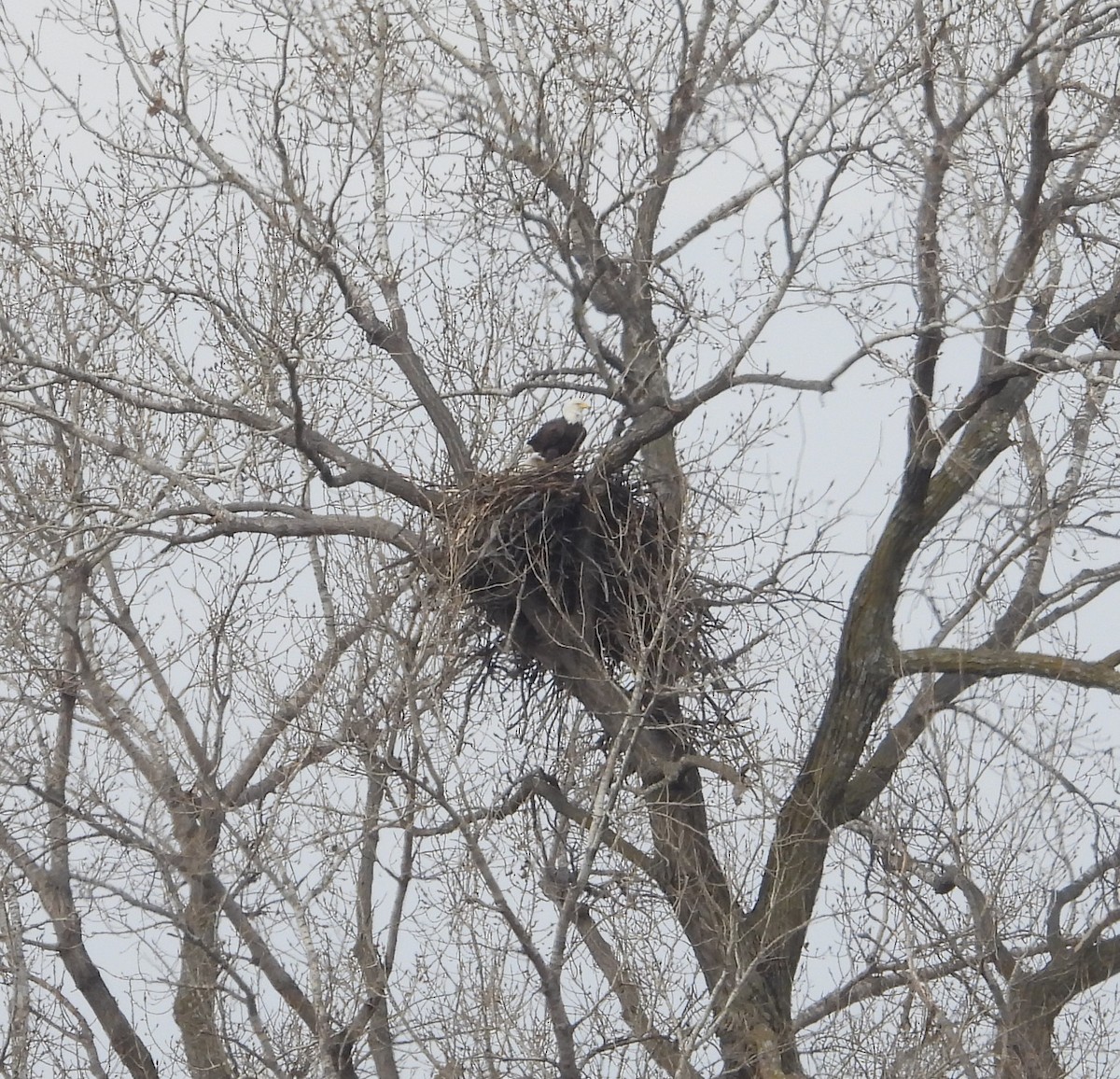 Bald Eagle - ML646273881