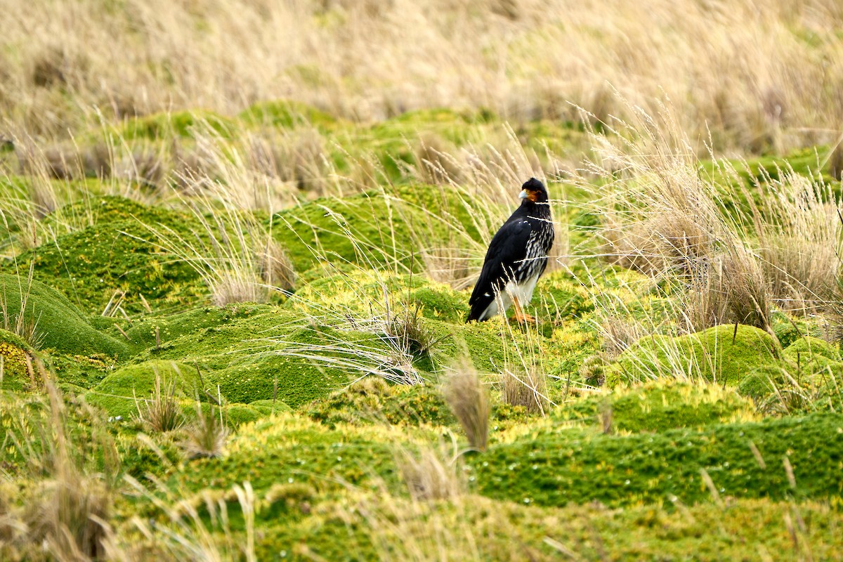 Carunculated Caracara - ML646273882