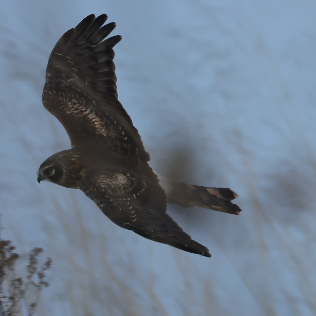 Hudsonweihe - ML646273883