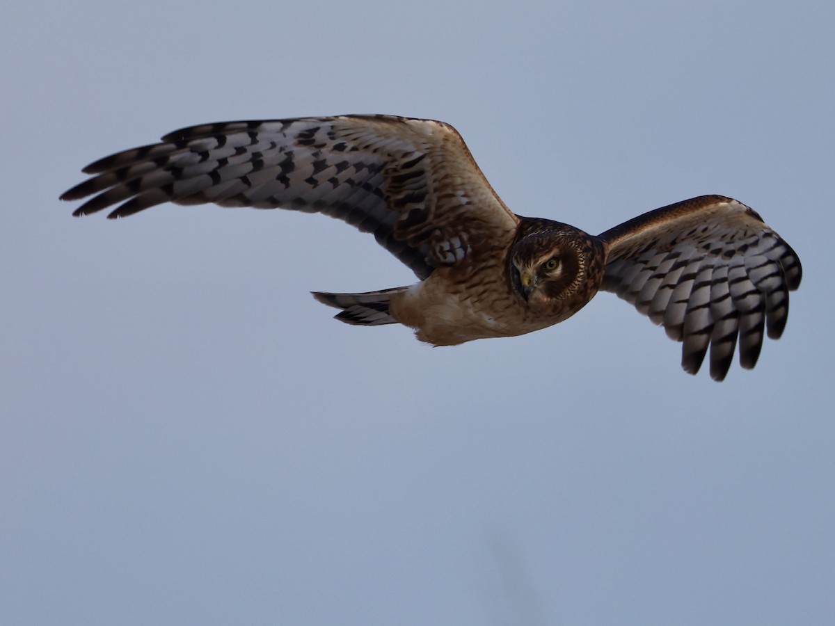 Hudsonweihe - ML646273884