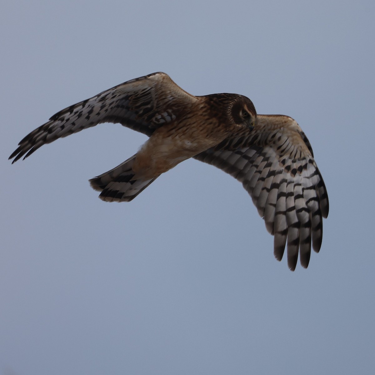 Hudsonweihe - ML646273885