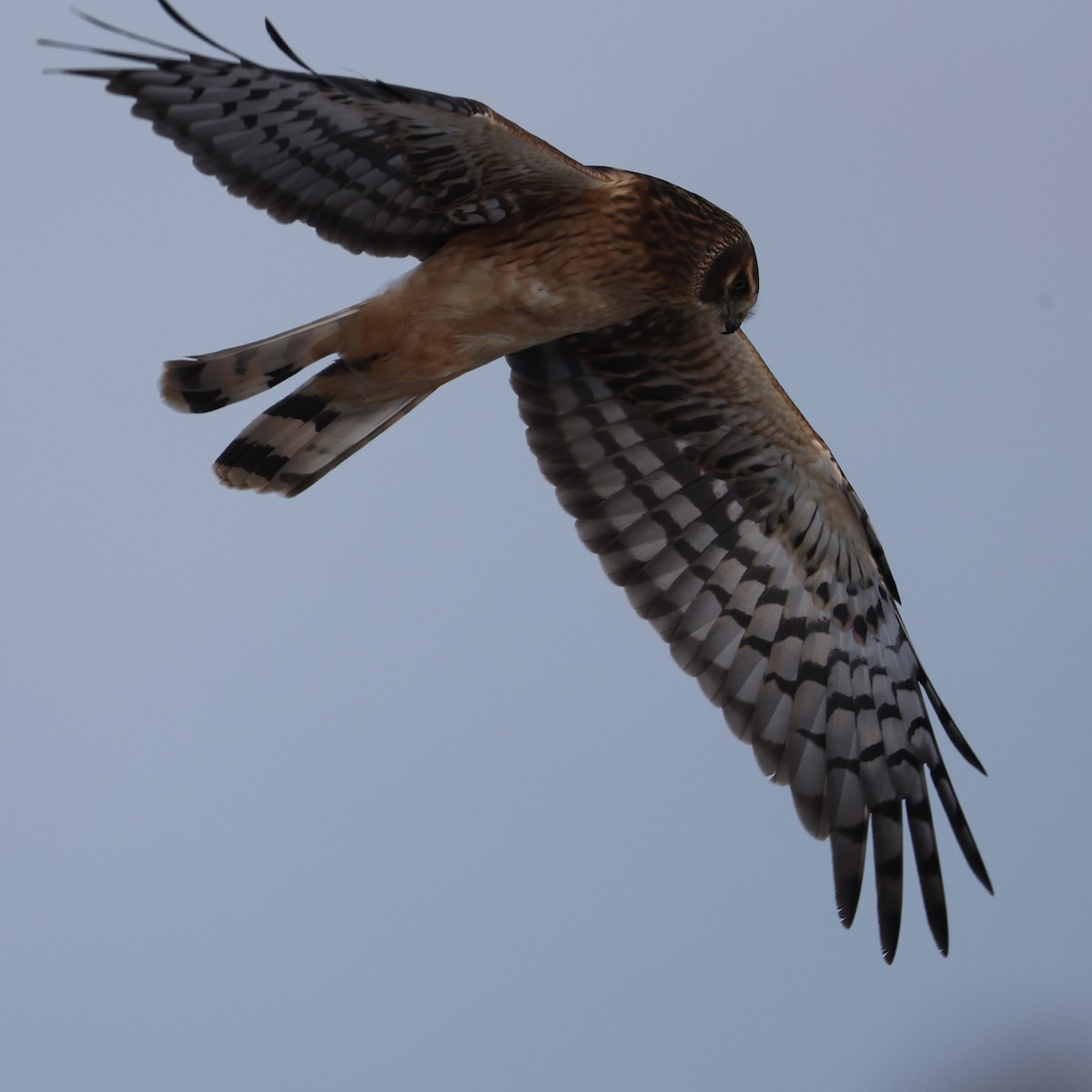 Hudsonweihe - ML646273888