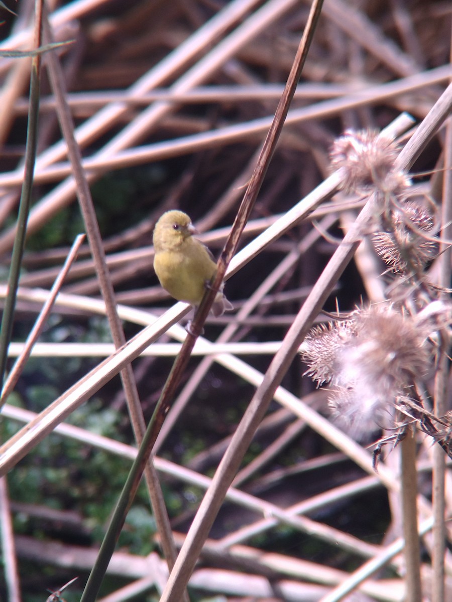 Yellow-bellied Siskin - ML646273889