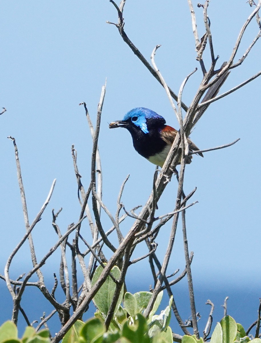 Variegated Fairywren - ML646273890