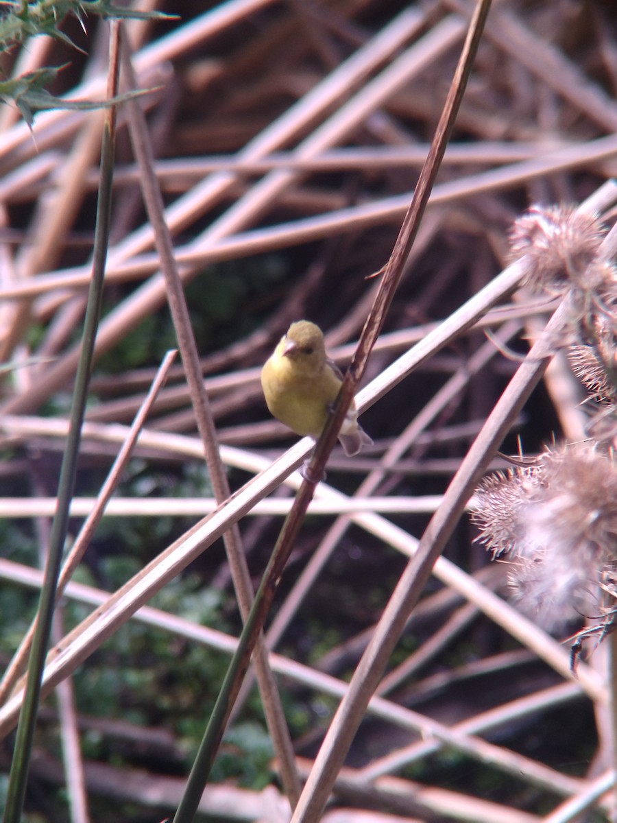 Yellow-bellied Siskin - ML646273891